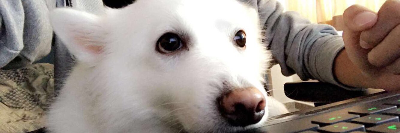 Williegwl_'s profile banner image