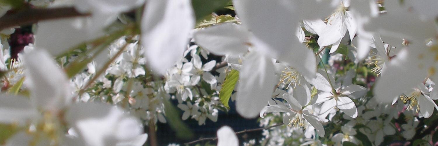 purple_hepatica's profile banner image