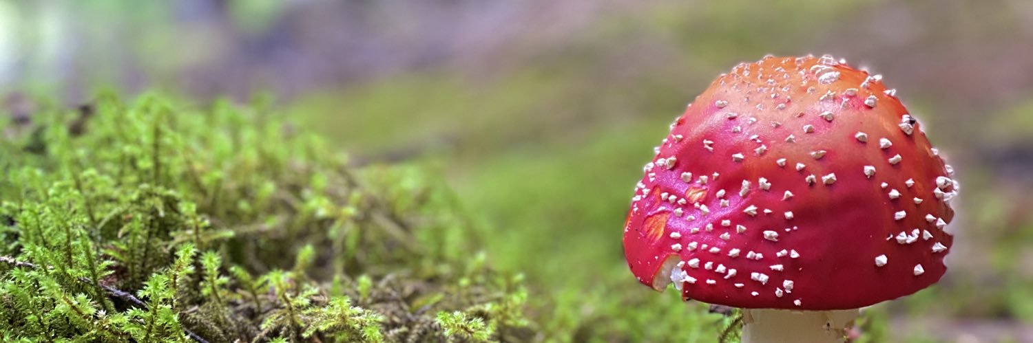 LjósGimbur 🐑 banner