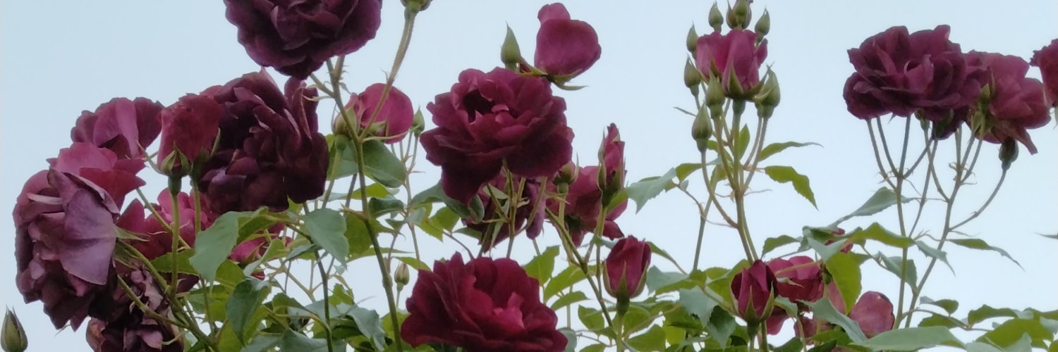 manbou28's profile banner image
