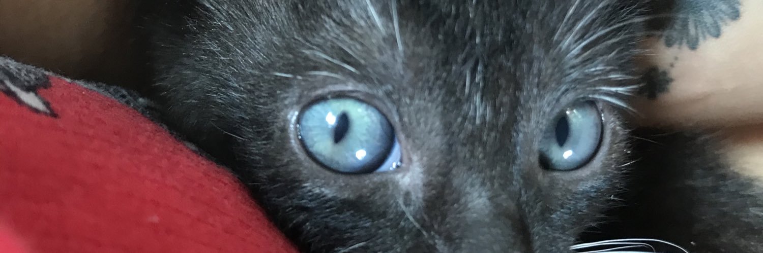 cami 🐈‍⬛🐈 banner