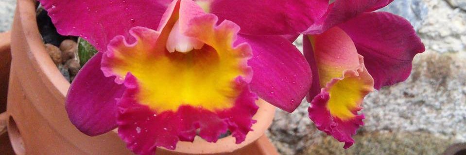JackiesMartinF's profile banner image