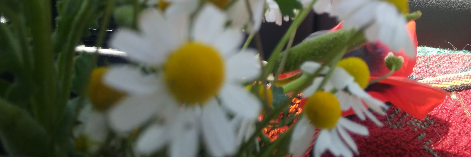 nisan0671's profile banner image