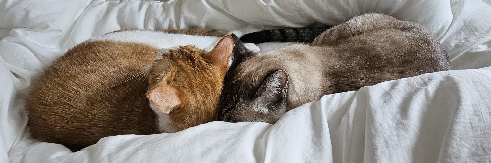 강나루 건너 밀밭길을... banner