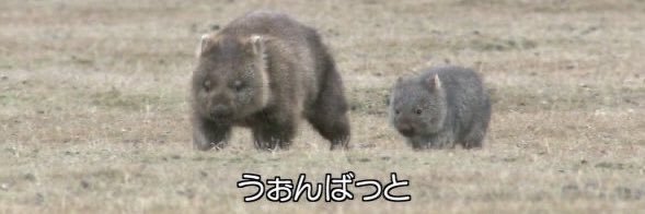 よねよし banner