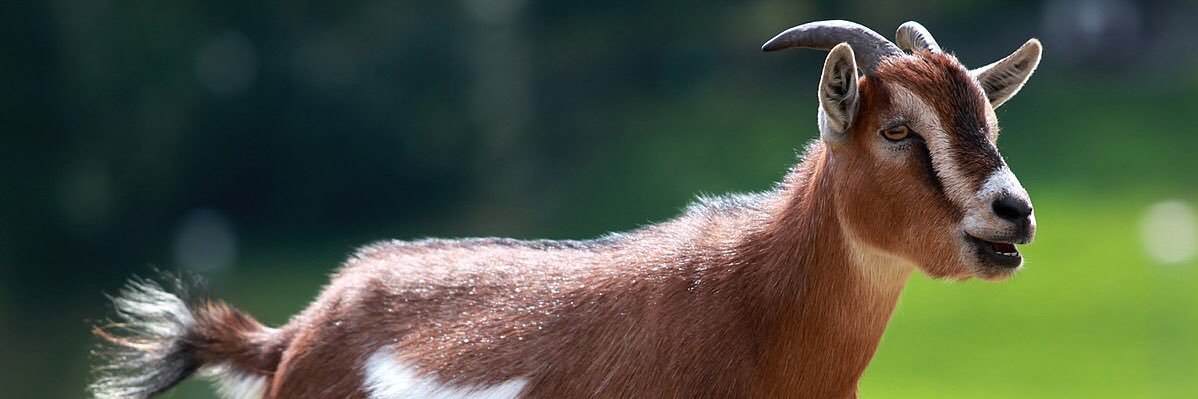 PookyPears's profile banner image