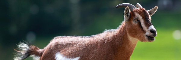 PookyPears Profile Banner