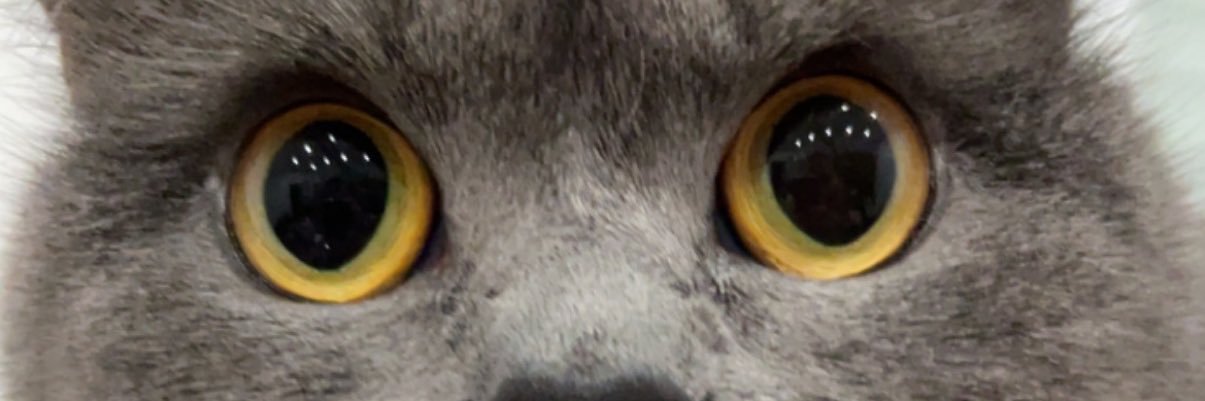 ndmdtmlp's profile banner image