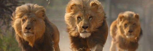 Kaurkata903 Profile Banner