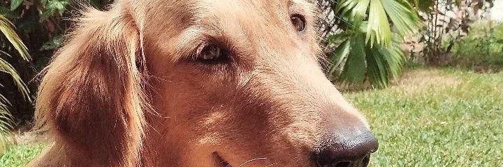 pedromoraissss's profile banner image