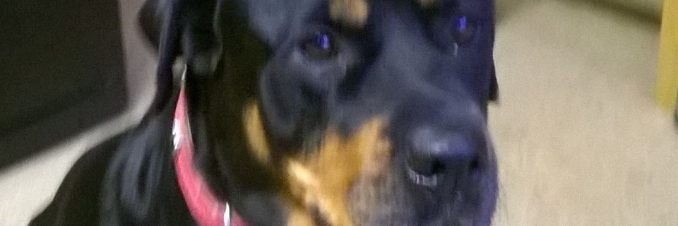 StewartDunb's profile banner image