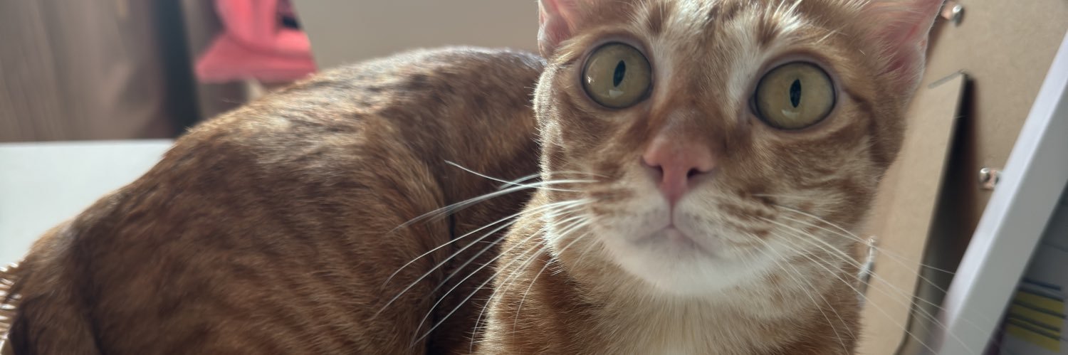 บาบาดู้ด และผองเพื่อน banner
