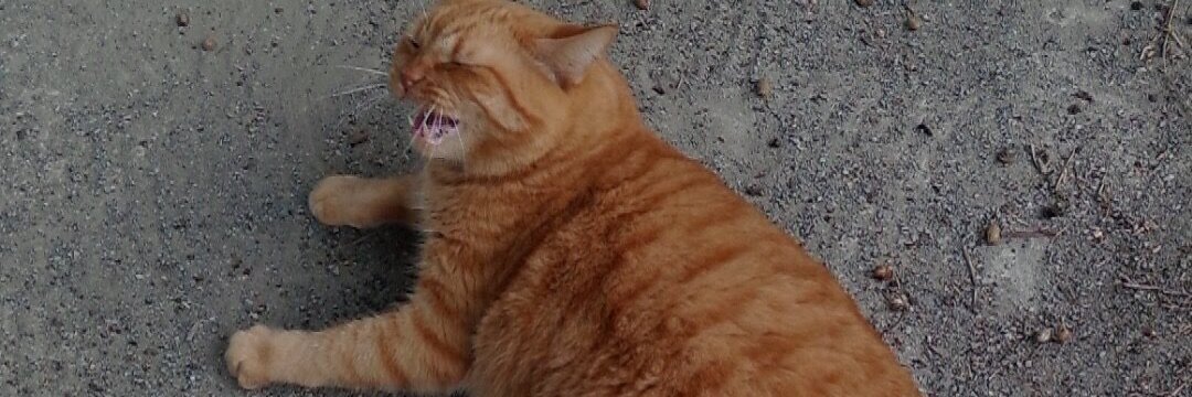 itsdatfatcat's profile banner image