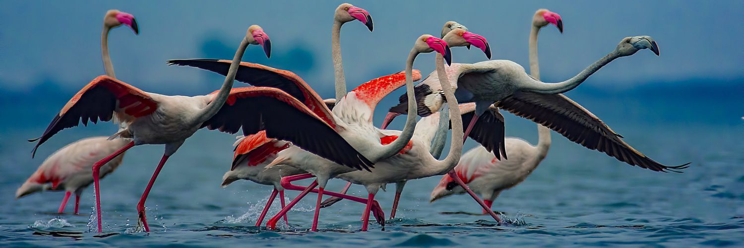 Flamingo 🦩 😈⚡ banner