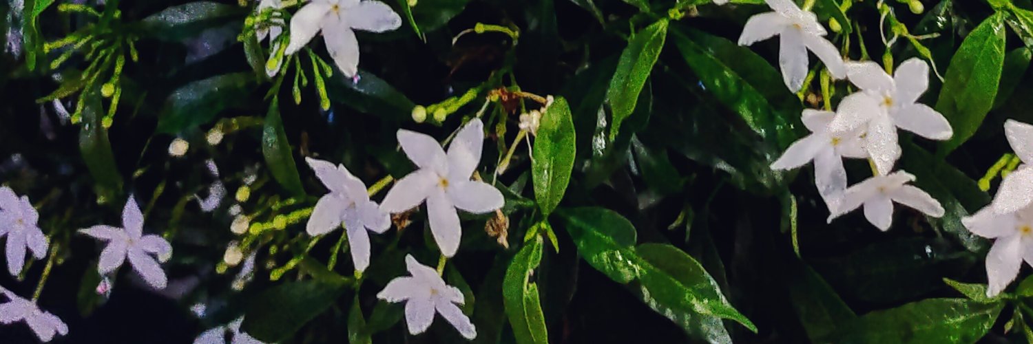 katmanan's profile banner image