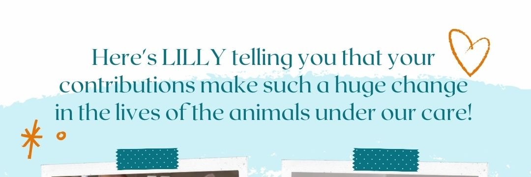 KarmaForAnimals's profile banner image