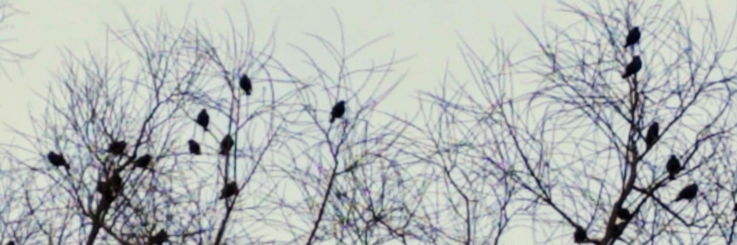 David Shellenberger banner