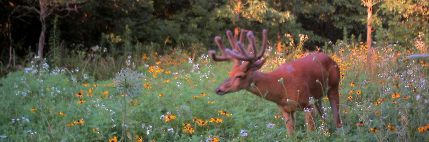 Angry Aloe 2.0 banner