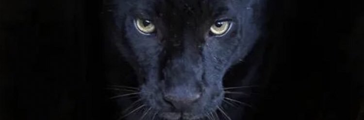 hovanaz1's profile banner image