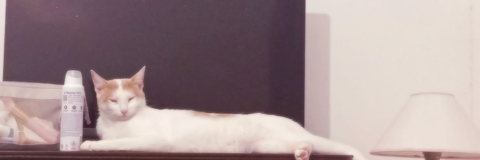 ariana banner