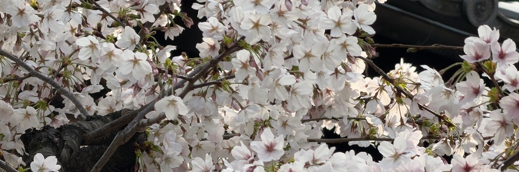 まにあ@3世 banner