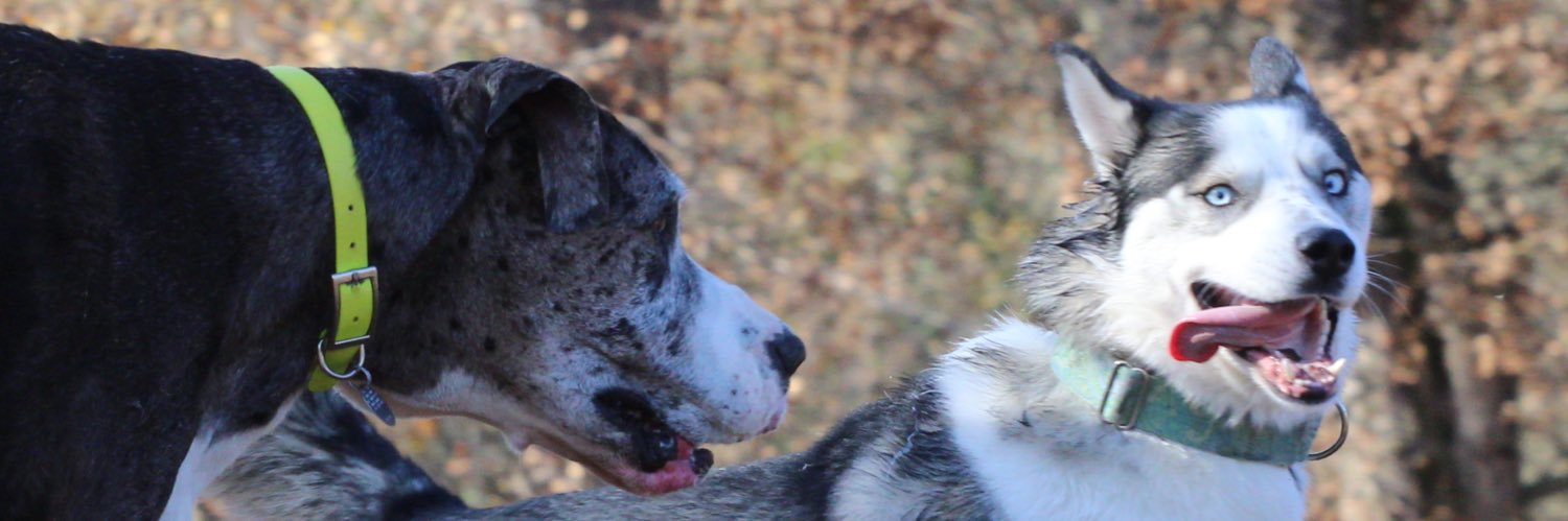 KotaWolfrunner's profile banner image