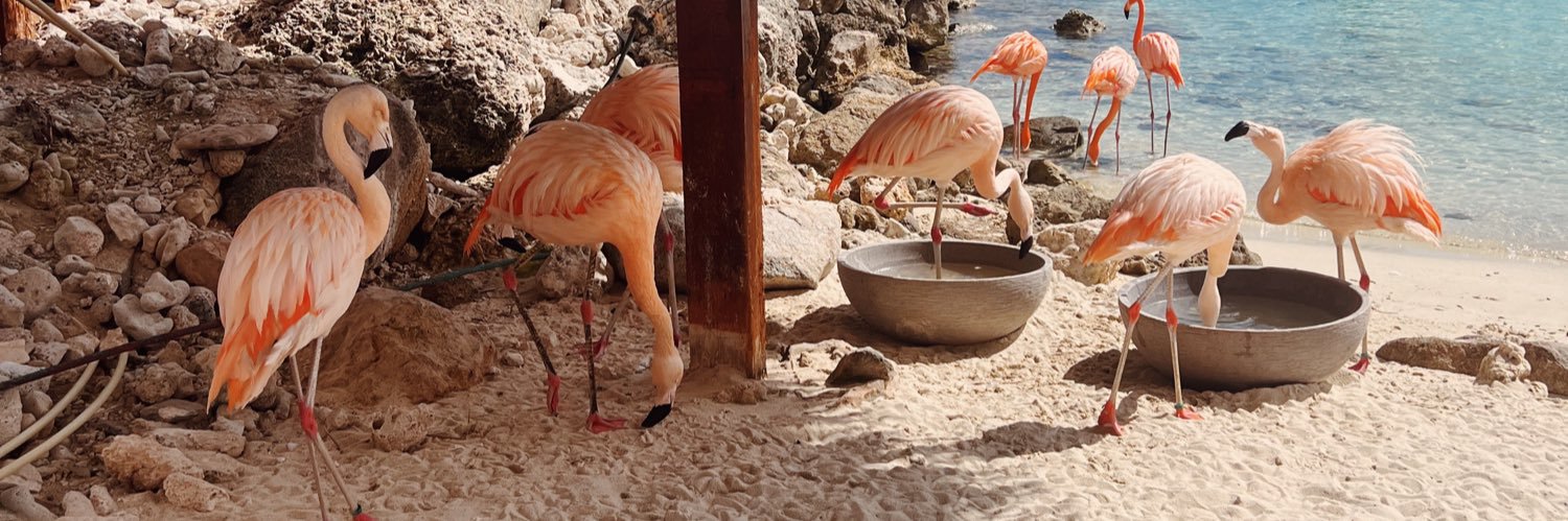 Ella Pietranton banner