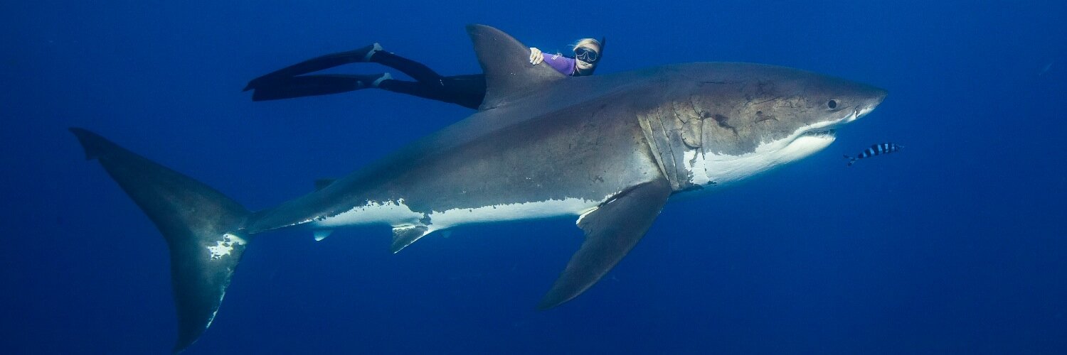 Ocean Ramsey banner