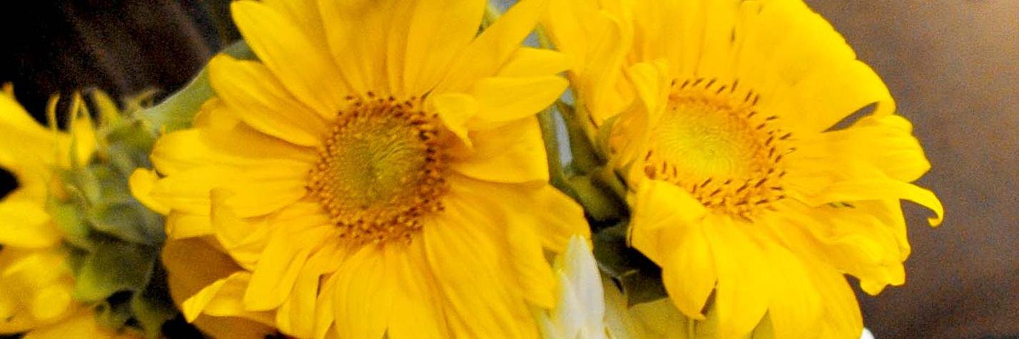 DenisseQ's profile banner image