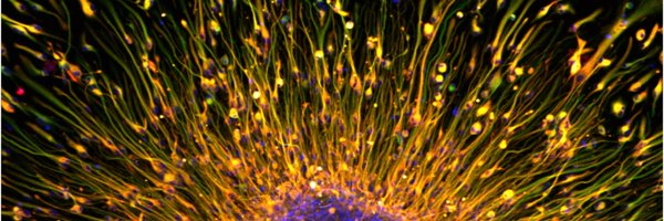 NeuroStemLab Profile Banner