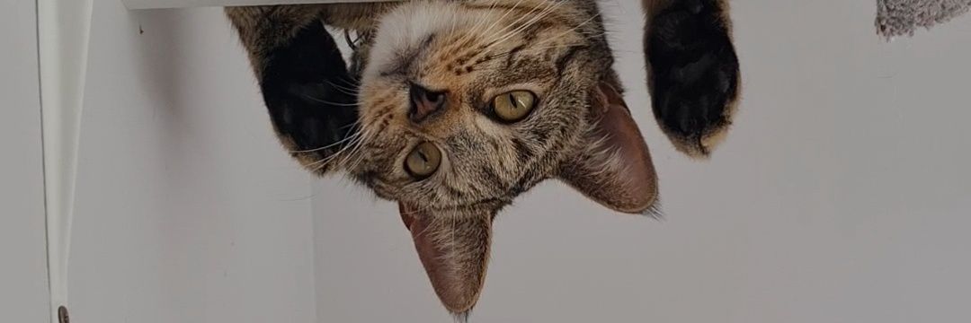 rhymeswithleave's profile banner image