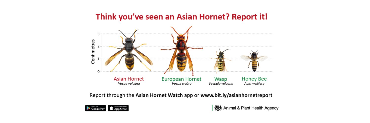 Beekeeping in the UK banner