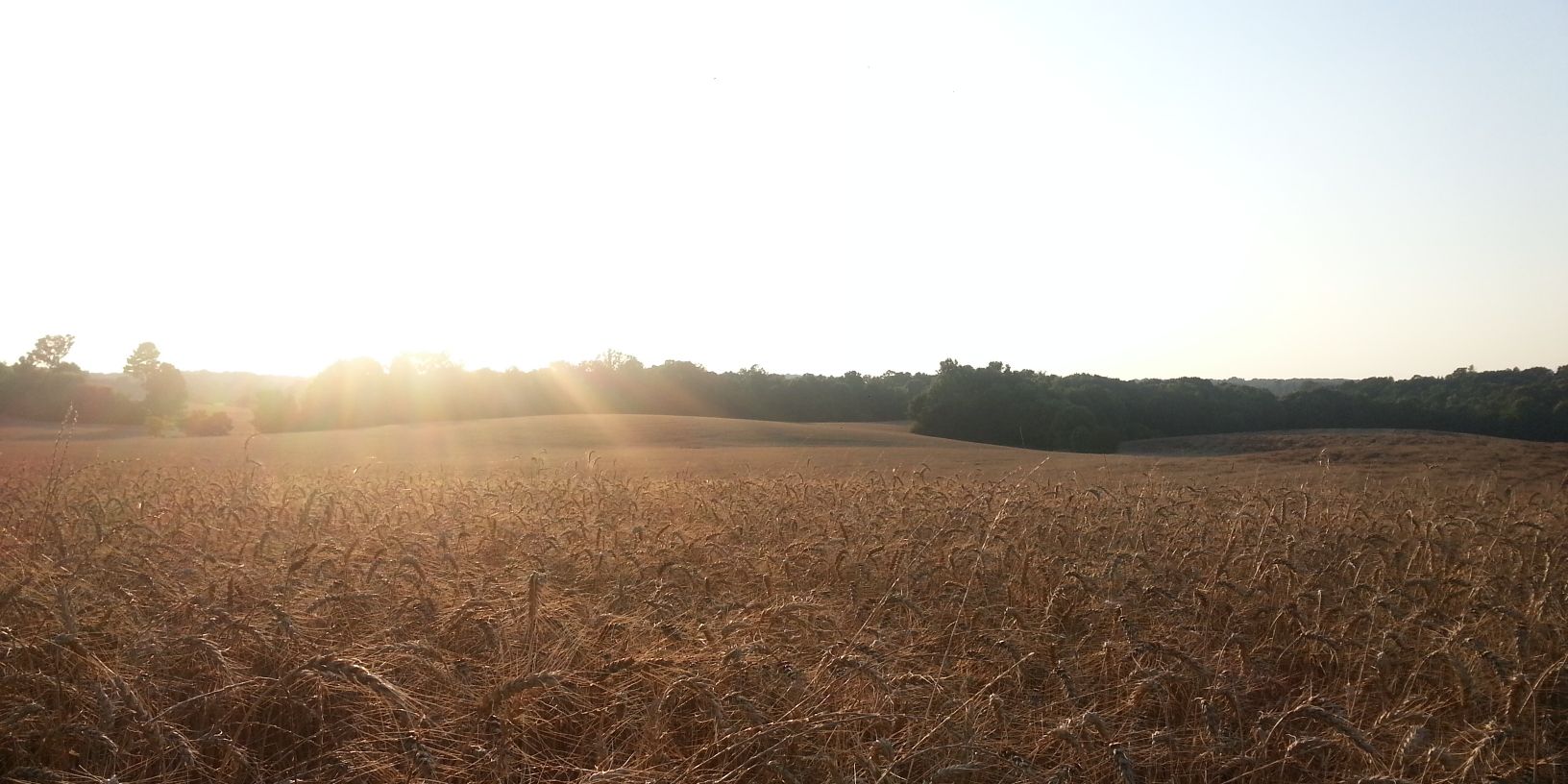 LeeDillonJr's profile banner image