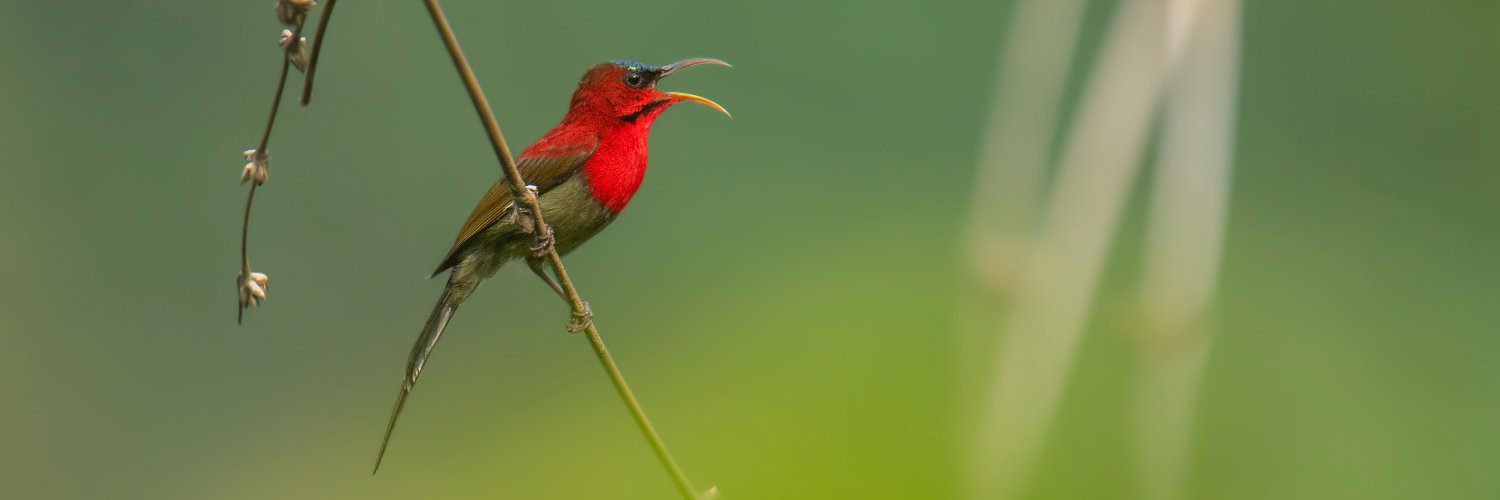 Bhutan Bird Finder (Birding in Bhutan) banner