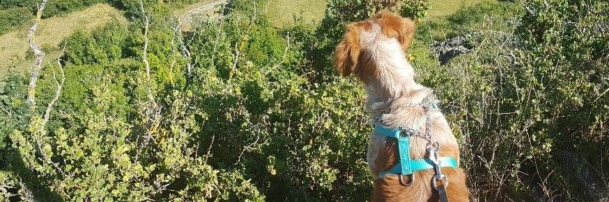Adorably Animals banner