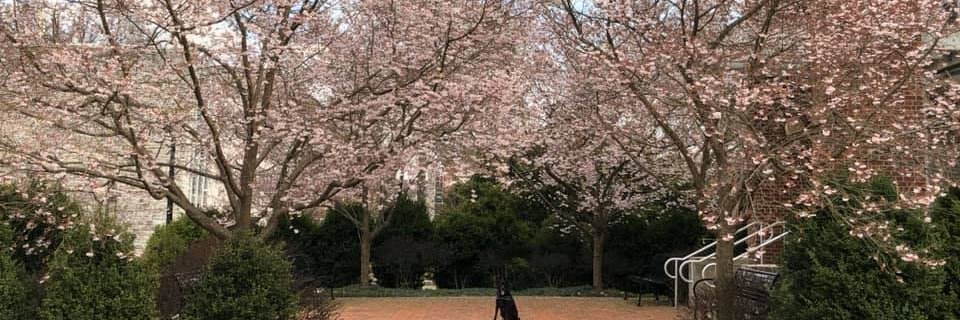 Mary_K_Roberts's profile banner image