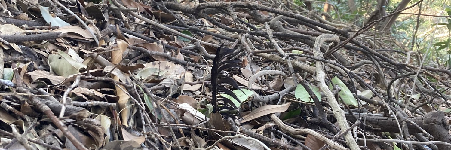 ænimeface👀 banner