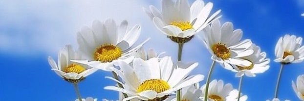 🤍🌼🍃aisha banner