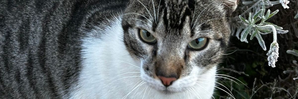 dudavivan's profile banner image
