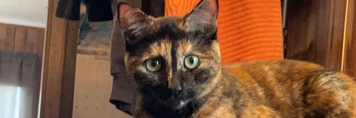 icantevyn's profile banner image