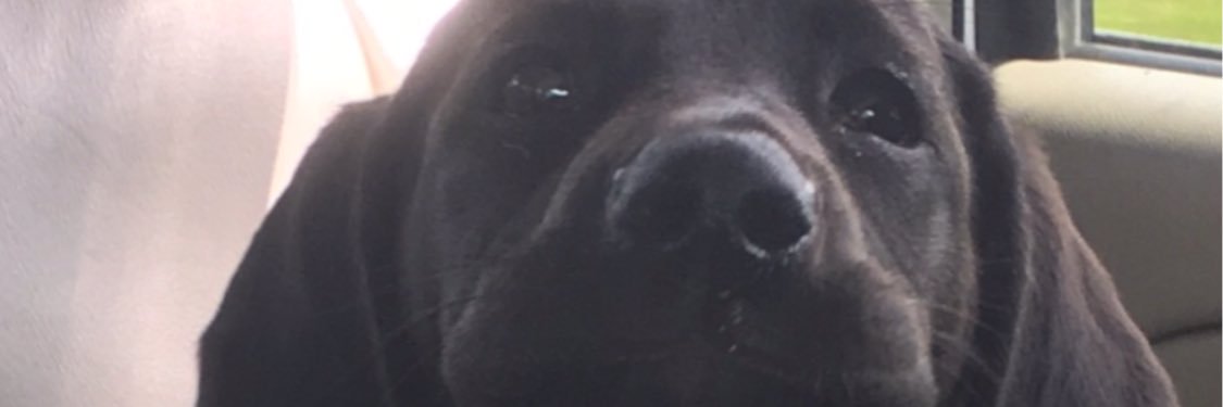 tammygrantebc's profile banner image