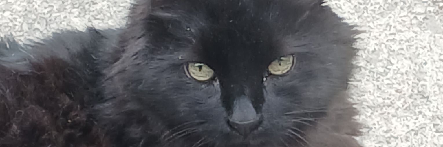 barbara_venus's profile banner image