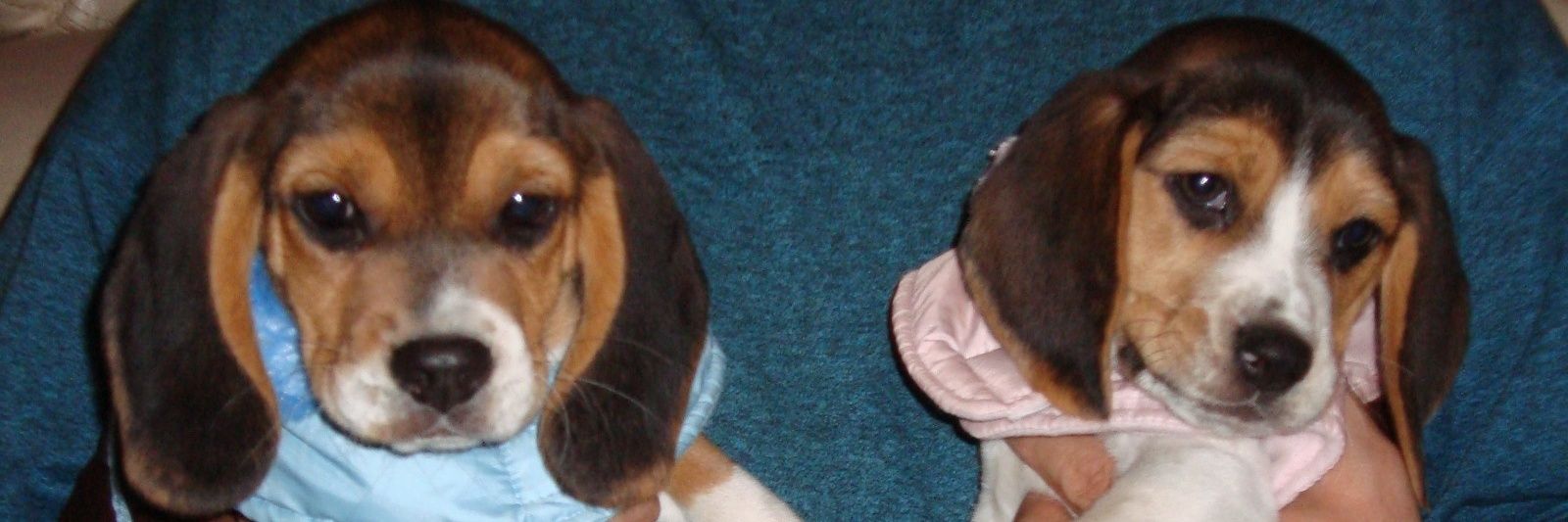 wey de info :v banner