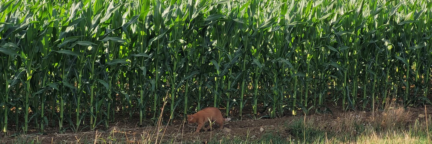 mikigram_'s profile banner image