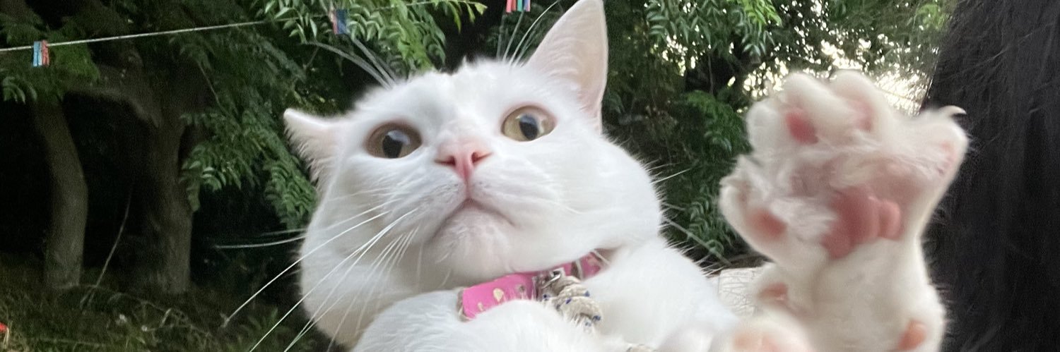 catalinanievesm's profile banner image