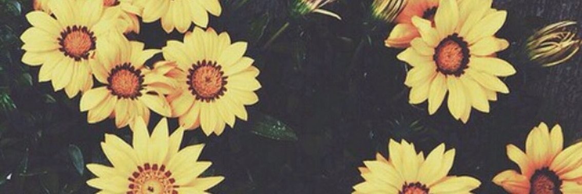 SperanzaFlor12's profile banner image