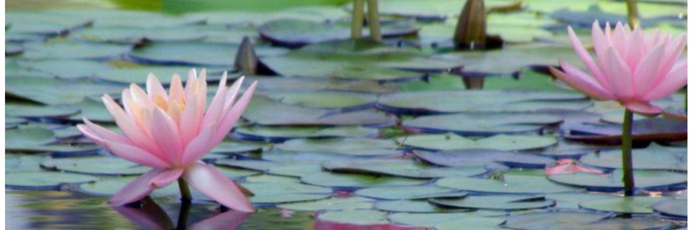 pbahscl's profile banner image