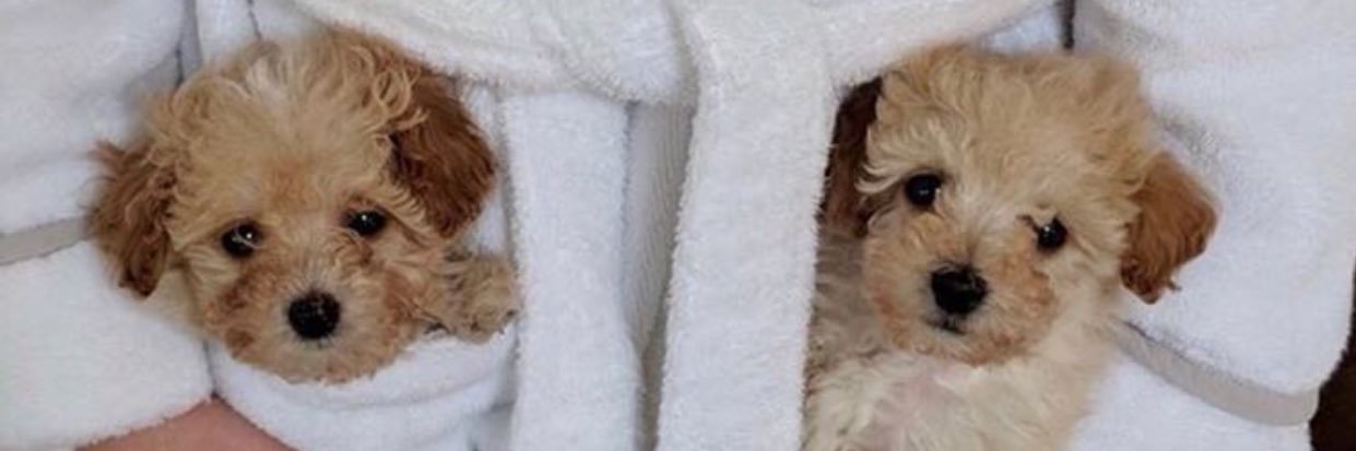 emmelinepadee's profile banner image