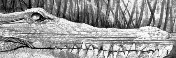 DebraDeHoff's profile banner image