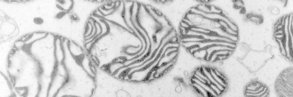 Herrmann_lab Profile Banner